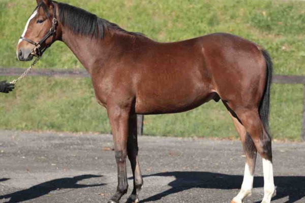 新入一口馬主の活動履歴 21
