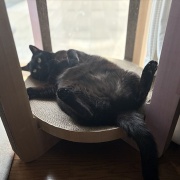 【猫写真】リラックス中のシニア猫