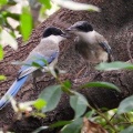 2026年9月3日の野鳥公園