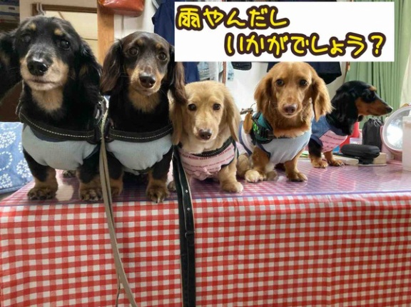 長い長いヒート。