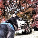 ちょいとそこログ