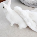 楽しみ方は色々