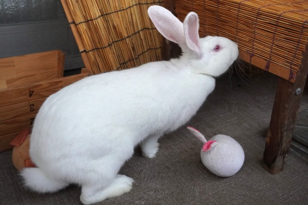 ★ウサギさまおまとめ専用ページ★ 楽天市場】HAC ハック おさんぽうさぎちゃん HAC4241 ホワイト