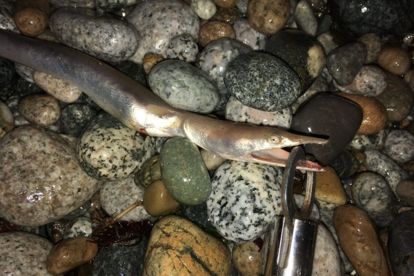 狐の気晴らし釣り日記 シーバス