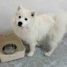 サモエドの男の子を受け入れました