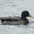 2026年10月14日の野鳥公園