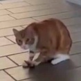 ネコに雑巾はいらない。床の拭き掃除はこうするんだ！ → 器用な猫はこうします…