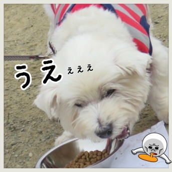 ナウフレッシュで嘔吐!?　原因は“低温調理法”だった。ゆきちの体が教えてくれたこと