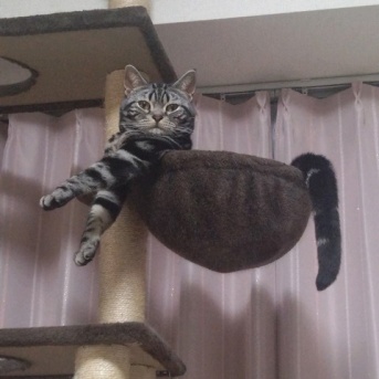 実物のﾈｺﾁｬﾝたちセカンド135