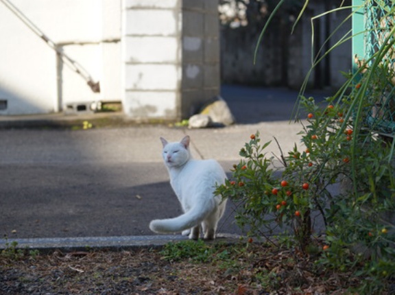 猫に好かれて嫌われる男　20260910