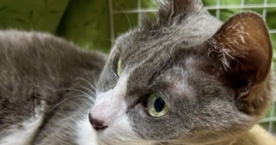 ミュンヘン・クリスマス市（札幌）を見てきました