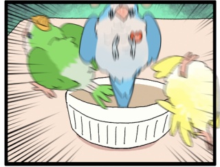 ポップコーン・オキナインコ