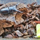 【パラワン】【オオクワ】給餌