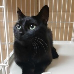 みにみゅう　猫の飼い主さん募集中　