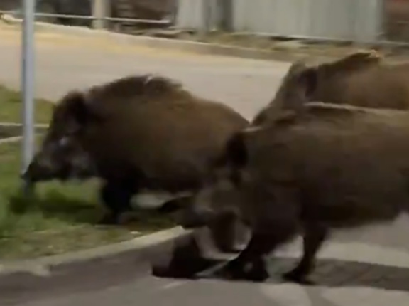 【動画】人型ロボットが野生の動物を追いかけ回す近未来的光景、話題にｗｗｗｗｗｗ