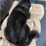 柴犬アトム🌈・黒柴アラレの日々是好日