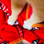 おてんば茶々姫