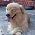 【うまそー】イッヌさん、夏季限定サクサクおやつにご満悦www