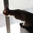 晴れた日は窓辺に猫ら。