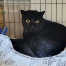 🐈‍⬛クロキ君ついに✨