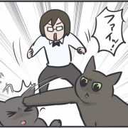 運動不足の猫たちが運動する機会を見守りたい