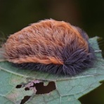 なんJコレクション