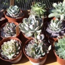 既に今年3度目の狩り^_^;