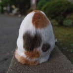 画像フォルダは猫ばかり