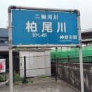 柏尾川の🌸桜🌸