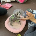 今日は鍼の日