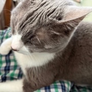 猫が寒いかどうかは猫の耳で確認します
