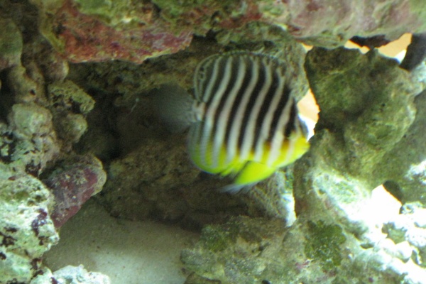 ヤッコ様　 ③ 熱帯魚と海水魚図鑑 - キンチャクダイ（ヤッコ）の仲間（海水魚）