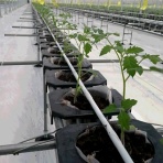 ミニトマトはじめました！