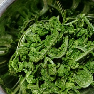 森の温泉～駒の湯温泉通信