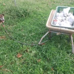 犬とぶどう園