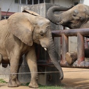仲良し姉妹の朝のスキンシップ