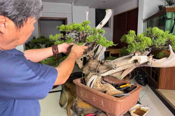 水石・盆栽関連 ☆ 卓 大 ☆飾り台として。 盆栽 水石用 卓 台座 小