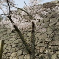 松坂城跡の桜