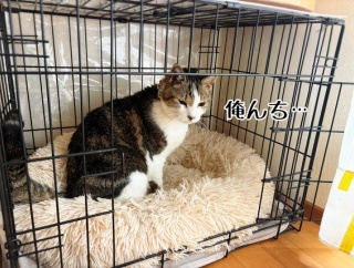 自分部屋が欲しいシュウさま