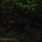 『投稿：円周魚眼レンズLAOWA4/2.8によるホタル【追記】　2021/06/16』の画像