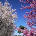 長野で4月の桜を見る