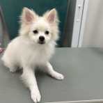 ペットショップワンラブ カインズ名古屋当知店ペッツワンコーナースタッフブログ