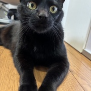 【猫写真】娘が撮った猫たちの写真