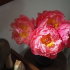 花に興味のないとーさんも、「綺麗やなぁ！」と思わず言った、大輪の花を咲かせるあのお花を飾ってみた！ビフォアフあり！