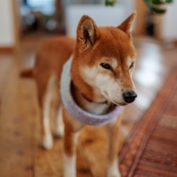 EF-Rマウントアダプター