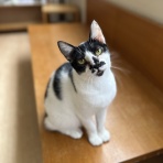猫式ブログ～里親募集型猫カフェ