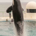シャチ