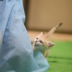 にゃんこ速報～修羅場・キチママ・生活まとめ～