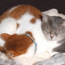 【乗り換え？】 2025 猫団子の季節③ No.2　～あっくん＆NANA 編＿黒猫な日常：クロネコ「黒龍」