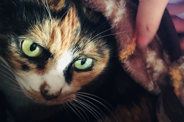 好きなことだけする生活日記 おすすめグッズ 買った商品 楽天roomなど